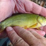 Angling Club