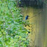 Sugar Mill Ponds Today